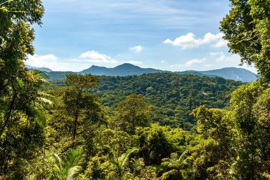 Carbono Retido de Biodiversidade - Serviços Ambientais - Crédito da Foto Divulgação